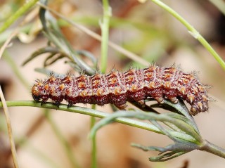 Chenille de petit nacre